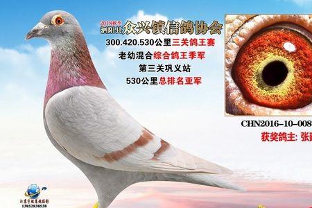 鸽子指定赛是什么意思