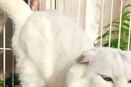 种公猫什么意思