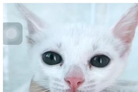 猫丢了怎么知道是死还是活