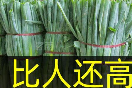 大连露地越冬葱什么时候种