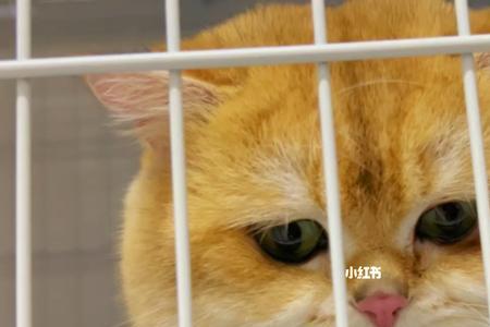 怎么给猫找对象