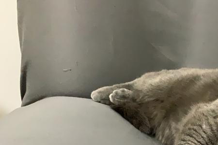 蓝猫哼哼叫是什么原因