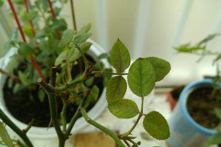 月季花的叶子缺了是怎么回事