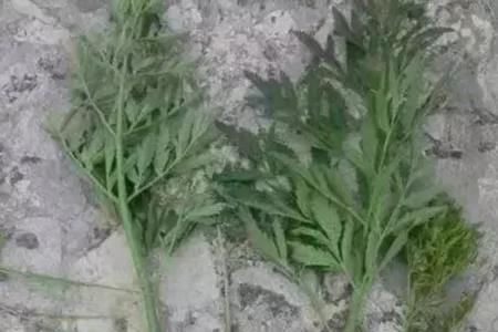 有硫磺的温泉水洗菜有毒吗