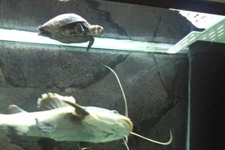 白化七星刀鱼怎样养