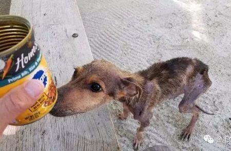 幼犬几天不吃会被饿死