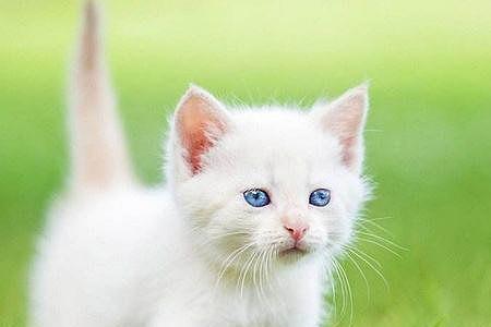 小猫的浮毛什么时候褪去