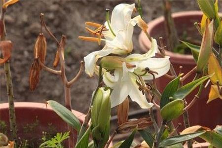 百合花只开那个尖角