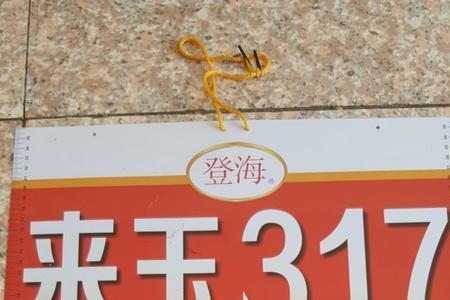 登海来玉869玉米种