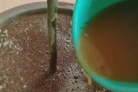 生根粉兑水后能放多久