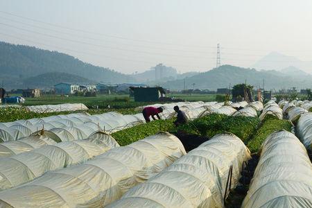 塑料大棚用什么塑料