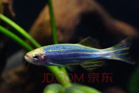 荧光绿鱼饲养条件