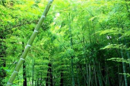 干旱的山区能长竹子吗