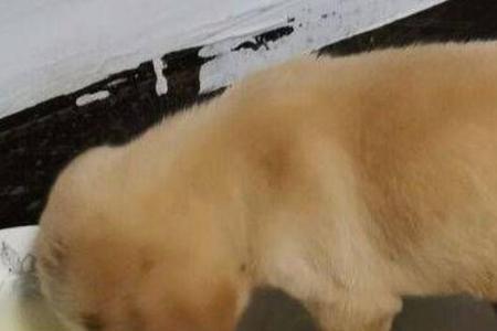 金毛幼犬可以吃鸡肝吗