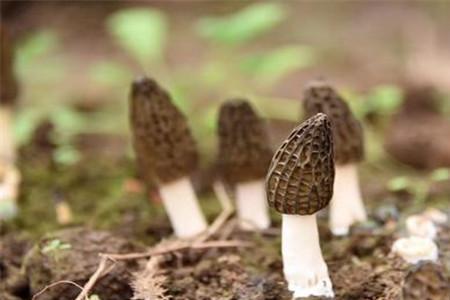 羊肚菌怕雨淋不