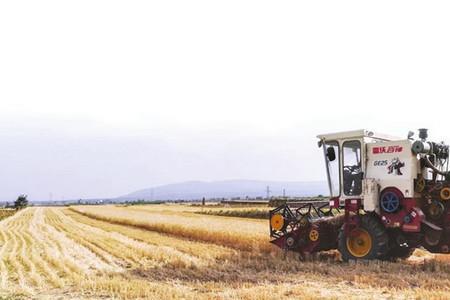 2021年临汾小麦啥时收割
