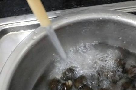 高温夏季捡石螺最佳时间