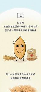 一袋米粮的故事读后感