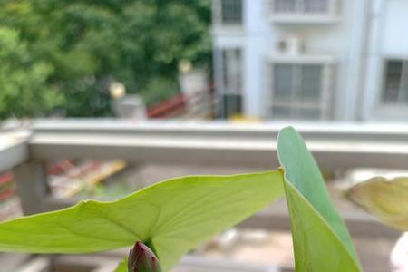 碗莲怎么养才能开花