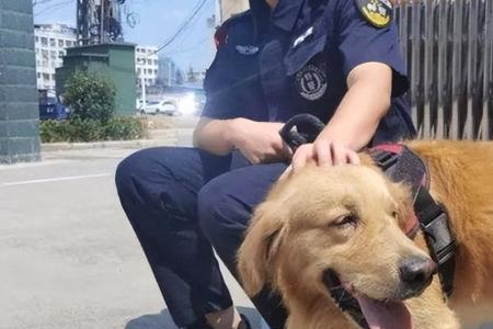什么动物和善