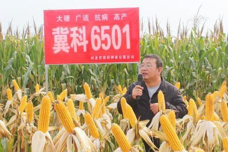 京农科728玉米种审定公告
