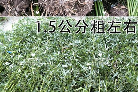 四季竹移栽后能活多久