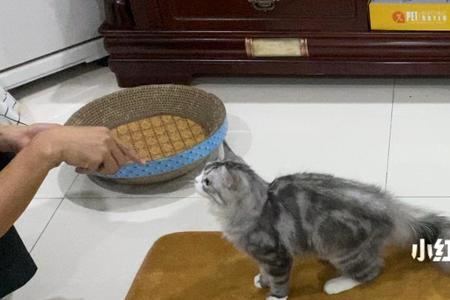 猫咪一技能叫什么