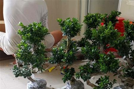 室外盆栽植物