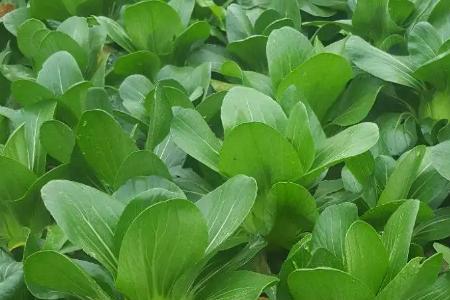 河北6月种什么菜