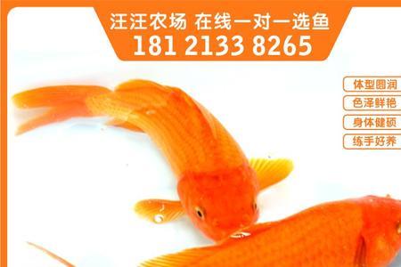 芥子锦鲤和火鲤鱼哪个大