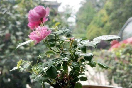 移栽的月季花多久能成活