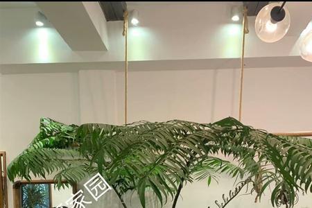 霸王蕨和普通蕨区别