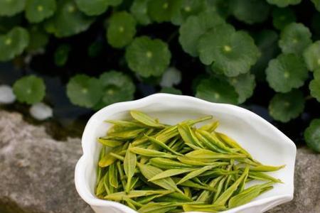 新茶已到换成什么词语了