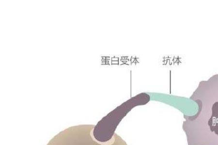 什么是杀伤机理