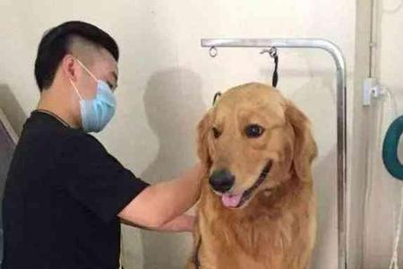 为什么宠物店不给狗狗剃毛