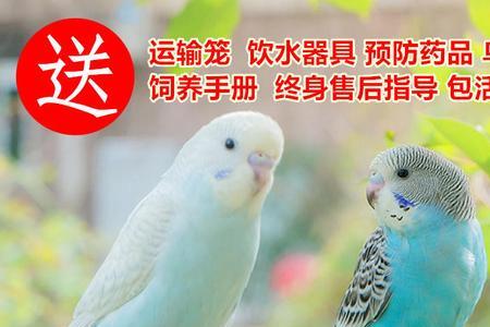 白云斑鹦鹉和虎皮有什么区别