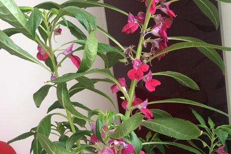 7月份凤仙花怎么还不开花呢