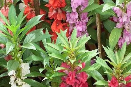 凤仙花北方几月种