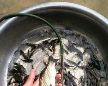 家里养的一条鲫鱼，想放生