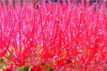 地满红花四字成语