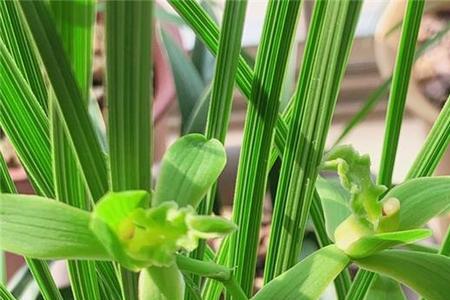 河南蕙兰香味怎么样