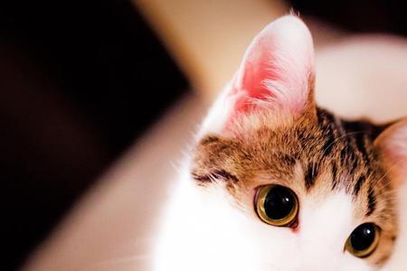 电脑桌面上的猫咪怎么缩小