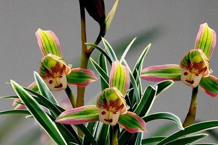万顶红兰花介绍