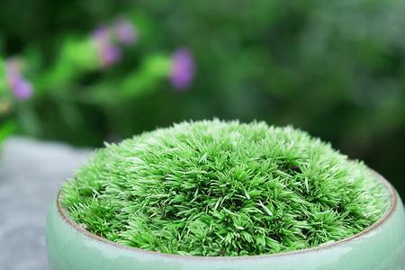 星星苔藓和朵朵苔藓哪样好养