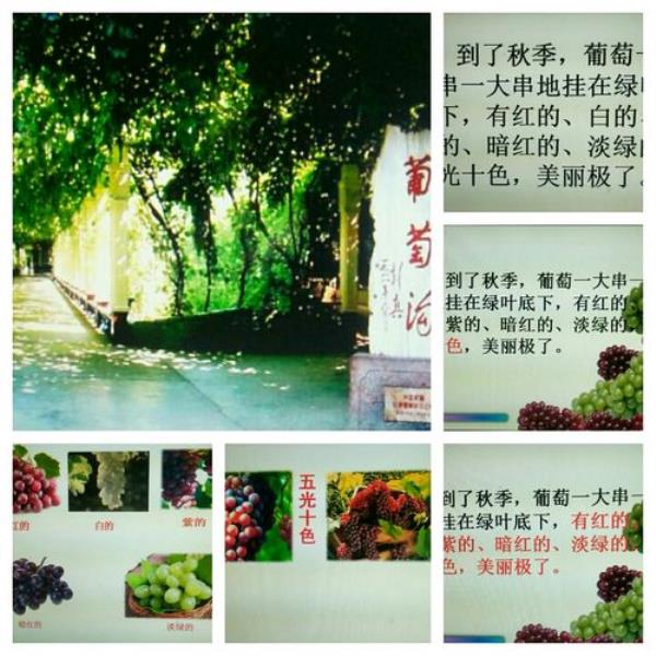 葡萄沟里的分总句式