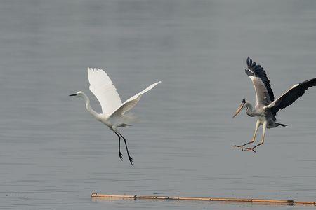 白鹭苍鹭和朱鹭、长什么样子