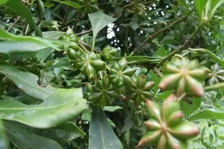 八角难种植吗