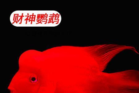 新买的糖果天使鱼怎么喂食