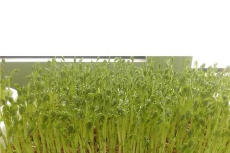 小金黄芽苗菜种植方法