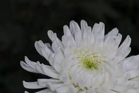清明节对死去情人要说的话
